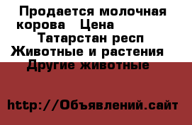 Продается молочная корова › Цена ­ 60 000 - Татарстан респ. Животные и растения » Другие животные   